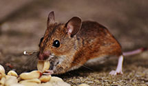 24 Hour & Emergency Exterminators in Mt Pleasant, WI